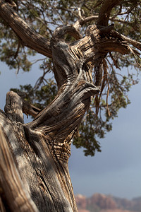 美国亚利桑那州Sedona公园Eucal图片