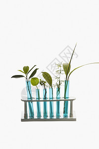 试管与植物的特写背景图片