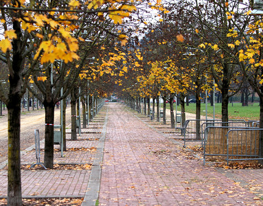 秋天在城市公园里落下的黄叶树图片