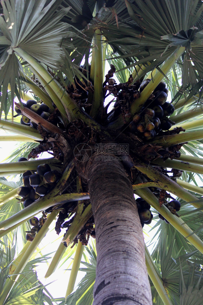 包括亚洲巴尔米拉棕榈托迪棕榈糖棕榈或柬埔寨图片