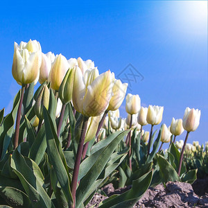 荷兰春天美丽的郁金香田图片