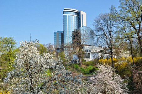 木兰树在春天的城市基辅开花图片