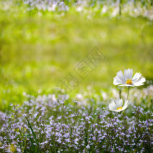 菊花与漂亮的背景颜色混合图片