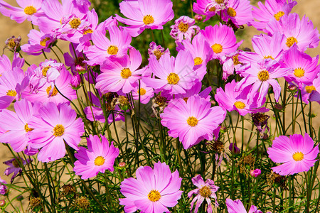 花朵粉色花朵花园图片