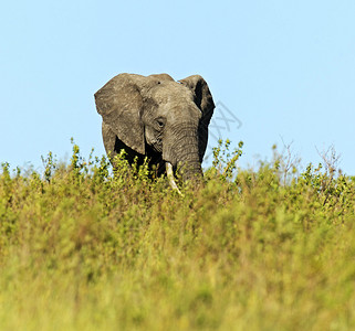 非洲大象的自然栖息地图片