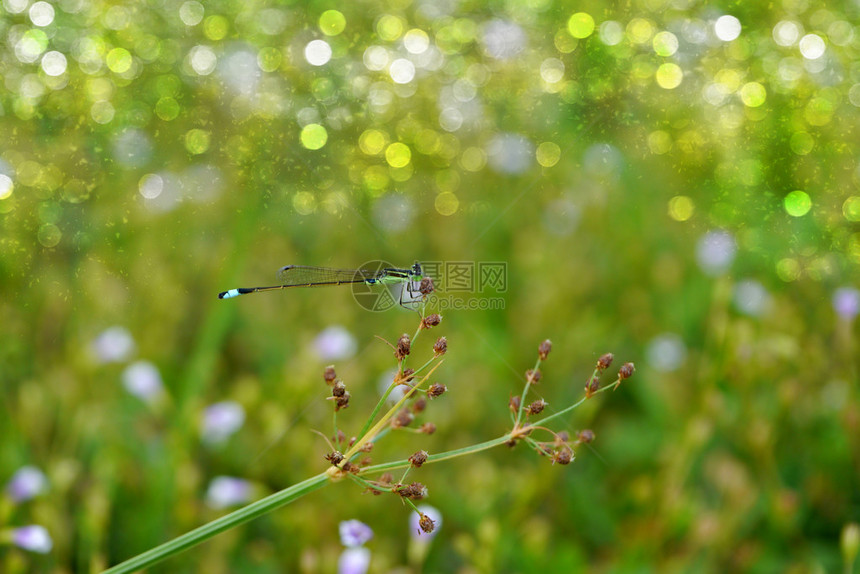 野草和蜻蜓图片