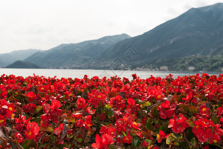 科莫湖畔美丽的红花图片