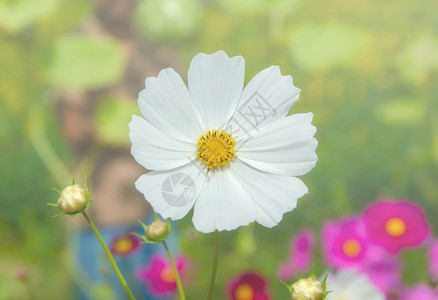 柔和的五颜六色的花朵花卉背景图片