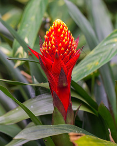 温室里美丽的热带红花图片