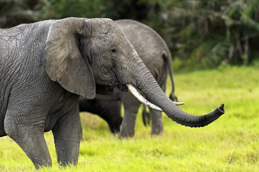 大象在非洲大草原的自然栖息地图片