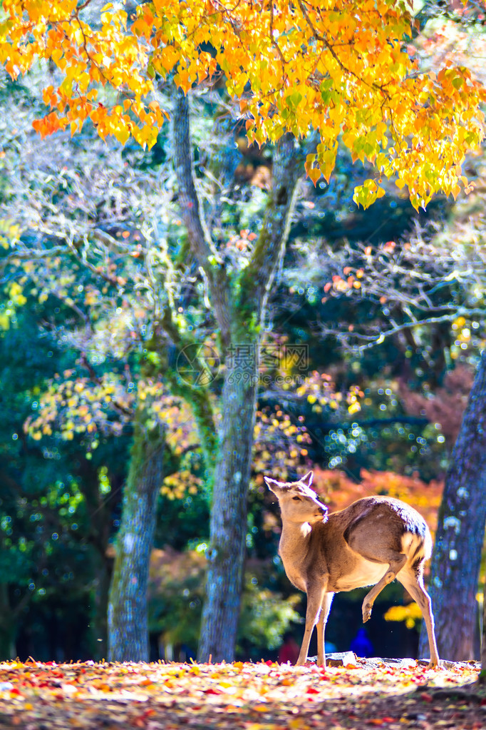 日本奈拉Todaiji寺庙附近的鹿图片