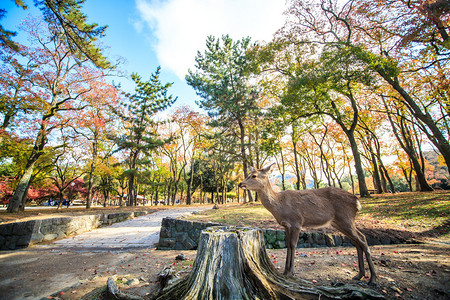 纳拉鹿在日本那拉公园自由漫游用于ad图片