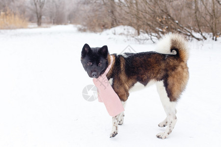 秋田犬在冬天用围巾繁殖图片