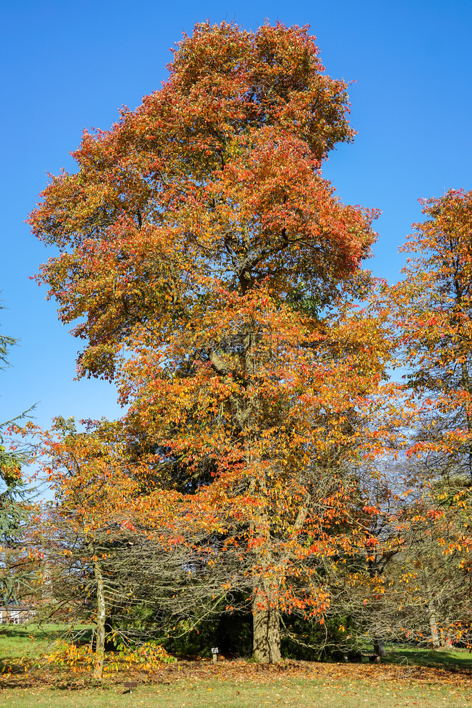 秋天的山毛榉树图片