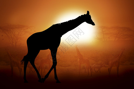 非洲日落时长颈鹿的剪影图片