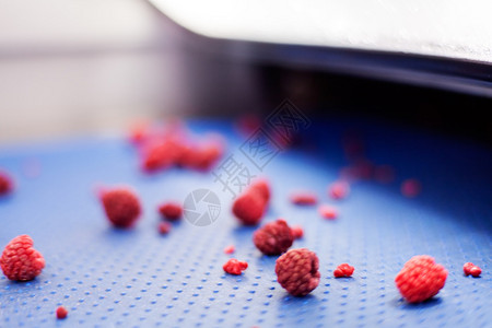 激光分拣和处理机中的冷冻红莓注意图片