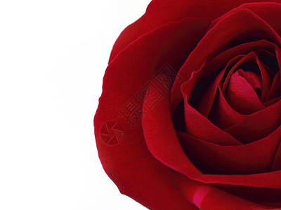 情人节礼物的特写红玫瑰图片
