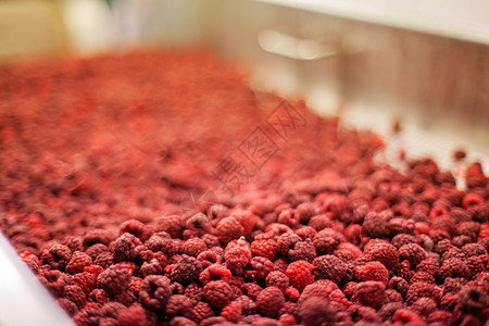 在分类和加工机器中冷冻红树莓图片