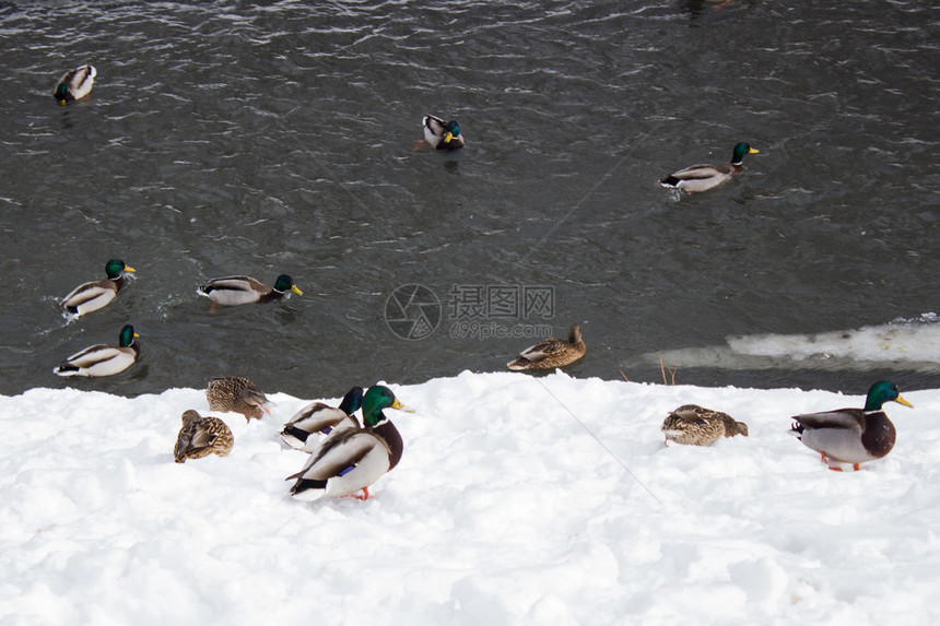 冬天河上的鸭群图片