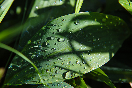 雨落下之后一棵植物图片