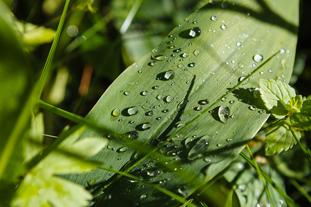 雨落下之后一棵植物图片