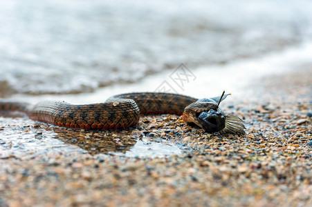 水蛇和猎物背景图片