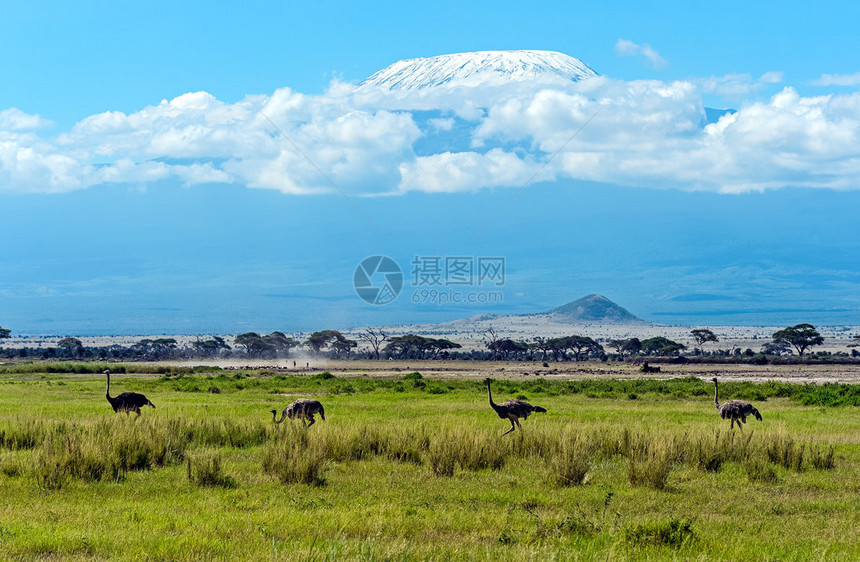 肯尼亚安博塞利公园的OstrichesKilim图片
