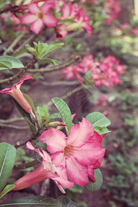 复古黑斑羚百合花背景图片