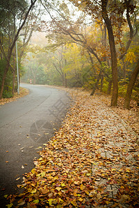 落叶覆盖的道路图片