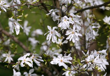 春天花园里盛开的白玉兰树图片