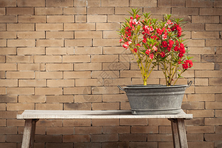 红花和砖墙背景复古风格图片