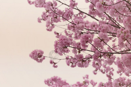 彩色的樱桃花或樱桃花作为背景的图片
