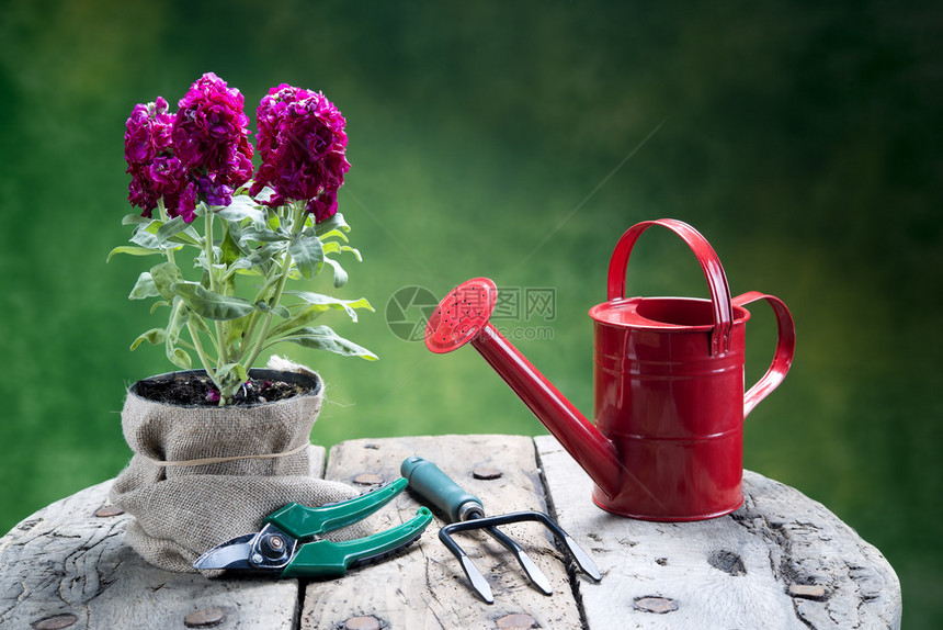 年轻的花和园艺工具在绿色背景图片