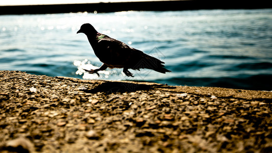 鸽子近海行走逆光拍摄图片