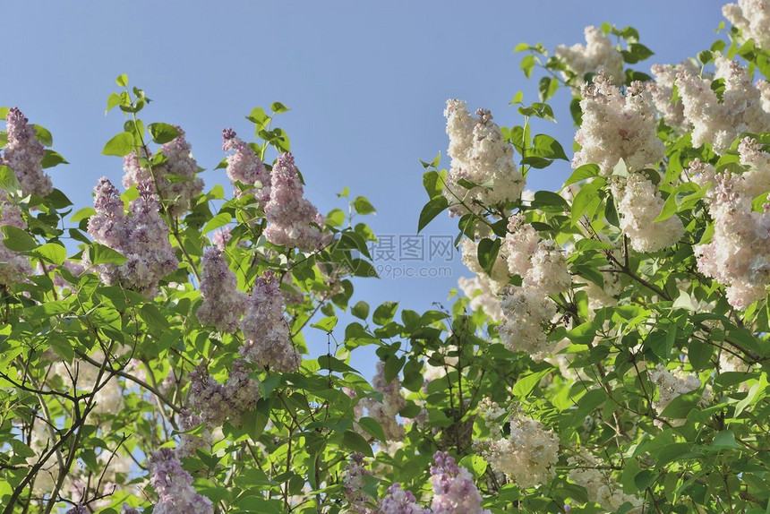 在基辅植物园种植了90种丁香花图片