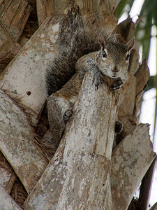 GreySquirrel挂在由棕榈树上皮粘贴图片