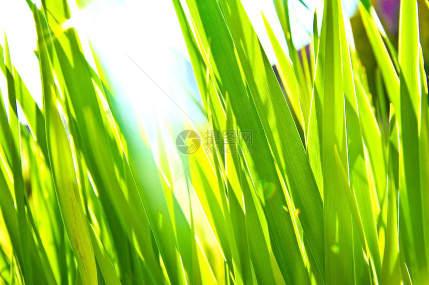 绿草布基背景绿新草在阳光下洗澡夏季自图片