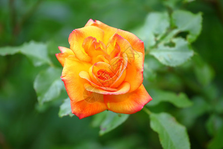 花园里的黄橙玫瑰图片