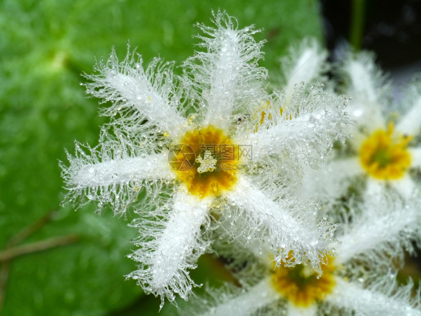 雪花Nymphoidesindica图片