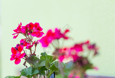 鲜花盛开的美丽的红花图片