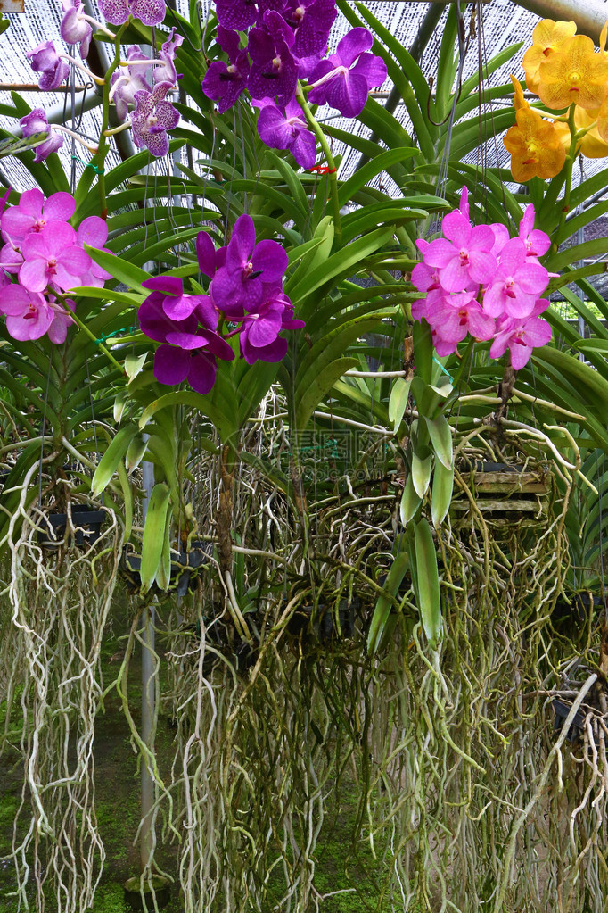 泰国苗圃里的花兰图片