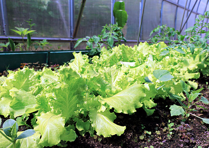 在温室里种植生菜图片