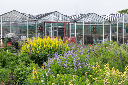 荷兰花园中心的多彩花朵和绿屋荷图片