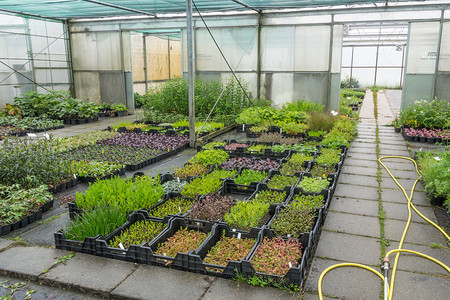 荷兰花园中心装有草药的植物容器图片
