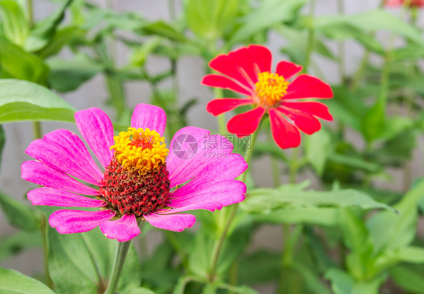 把花园里的粉红色图片