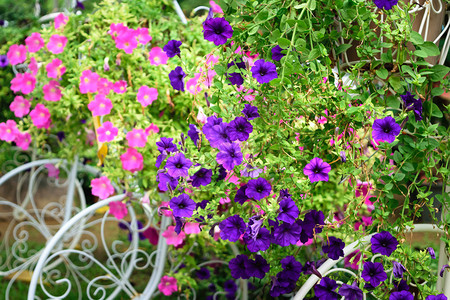美丽的粉色和紫色花朵花园里自图片