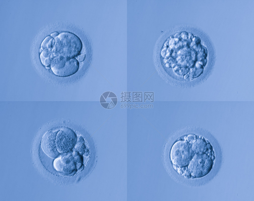 人体细胞蛋图片