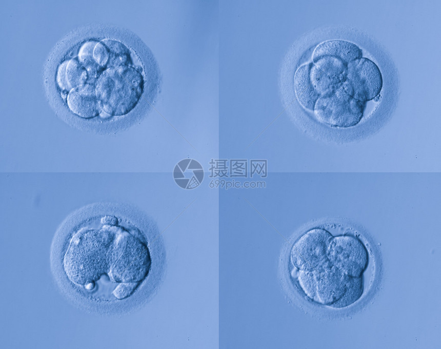 人体细胞蛋图片