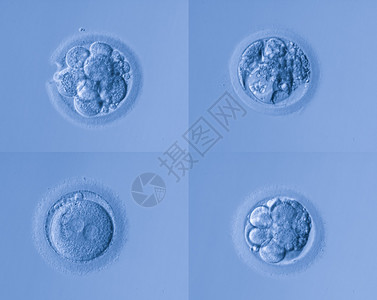 人体细胞蛋图片