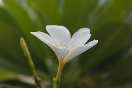 美丽的花朵自然而美的花图片